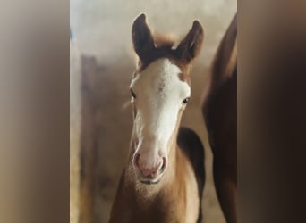 Westphalian, Mare, Foal (04/2026), 16,3 hh, Chestnut-Red