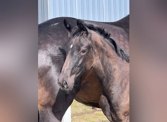 Westphalian, Mare, , 16,3 hh, Smoky-Black