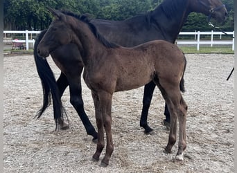 Westphalian, Mare, , 16,3 hh, Smoky-Black