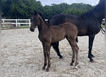Westphalian, Mare, , 16,3 hh, Smoky-Black