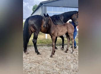 Westphalian, Mare, , 16,3 hh, Smoky-Black