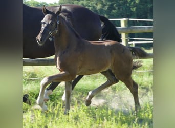 Westphalian, Mare, Foal (03/2025), 17 hh, Black