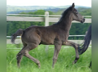 Westphalian, Mare, Foal (03/2025), 17 hh, Black