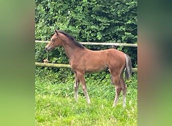 Westphalian, Mare, Foal (01/2024), 17 hh, Brown