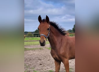 Westphalian, Mare, Foal (01/2024), 17 hh, Brown