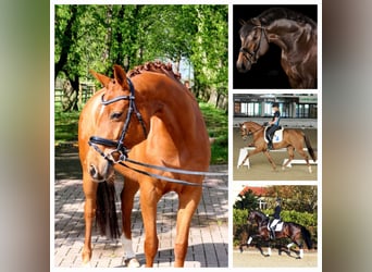 Westphalian, Mare, Foal (01/2024), 17 hh, Brown