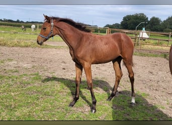 Westphalian, Mare, Foal (01/2024), 17 hh, Brown