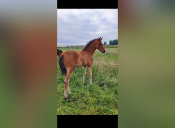 Westphalian, Mare, , 17 hh, Brown