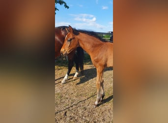 Westphalian, Mare, , 17 hh, Brown