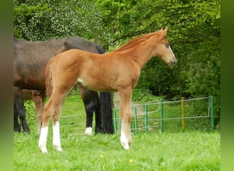 Westphalian, Mare, , 17 hh, Chestnut