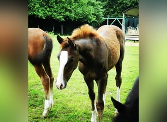 Westphalian, Mare, , 17 hh, Chestnut