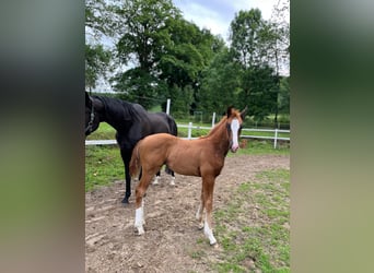 Westphalian, Mare, , 17 hh, Chestnut