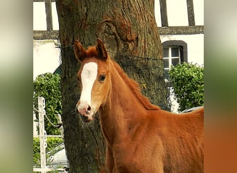 Westphalian, Mare, , 17 hh, Chestnut