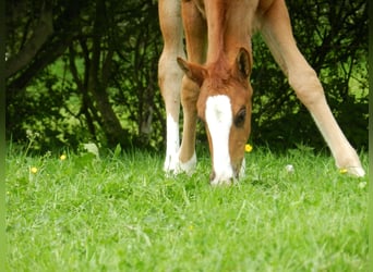 Westphalian, Mare, , 17 hh, Chestnut