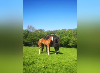 Westphalian, Mare, , 17 hh, Chestnut