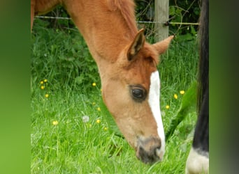Westphalian, Mare, , 17 hh, Chestnut