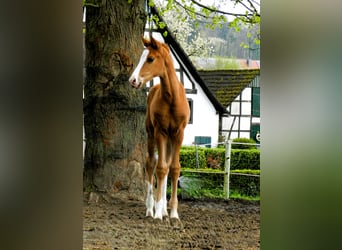 Westphalian, Mare, , 17 hh, Chestnut