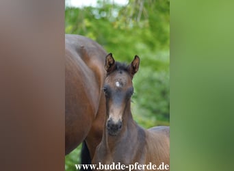 Westphalian, Mare, Foal (01/2026), 17 hh, Smoky-Black