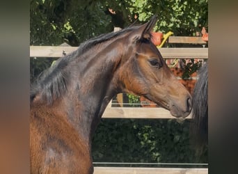 Westphalian, Mare, Foal (04/2026), Bay-Dark