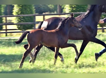 Westphalian, Mare, Foal (04/2026), Bay-Dark