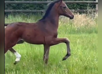 Westphalian, Mare, , Bay-Dark