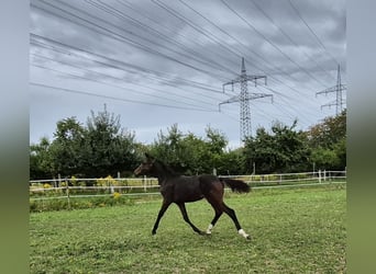 Westphalian, Mare, Foal (05/2025), Bay-Dark
