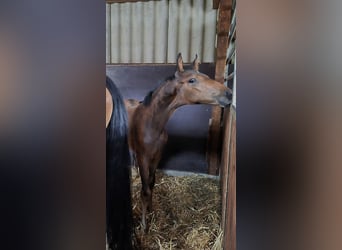 Westphalian, Mare, Foal (05/2025), Bay-Dark