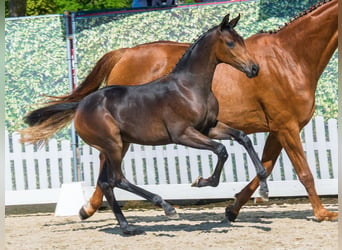 Westphalian, Mare, Foal (05/2026), Bay-Dark
