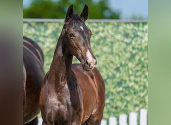 Westphalian, Mare, Foal (03/2026), Bay-Dark