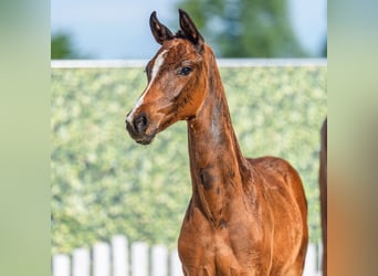 Westphalian, Mare, Foal (04/2026), Bay-Dark