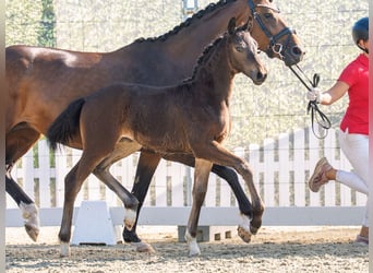 Westphalian, Mare, Foal (04/2026), Bay-Dark