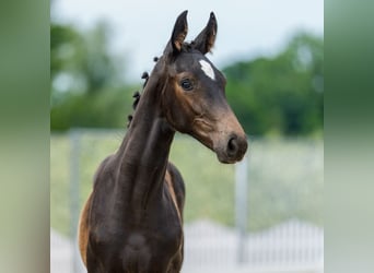 Westphalian, Mare, Foal (03/2026), Bay-Dark