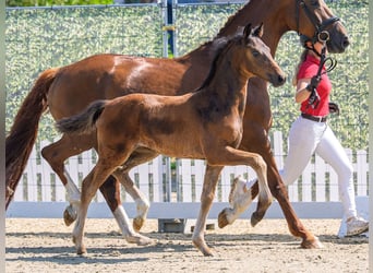 Westphalian, Mare, Foal (04/2026), Bay-Dark