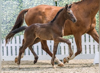 Westphalian, Mare, Foal (05/2026), Bay-Dark