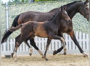 Westphalian, Mare, Foal (03/2026), Bay-Dark