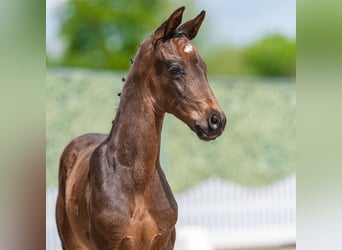 Westphalian, Mare, Foal (04/2026), Bay-Dark