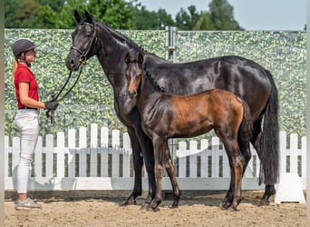 Westphalian, Mare, Foal (05/2025), Bay-Dark