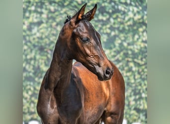Westphalian, Mare, Foal (05/2025), Bay-Dark