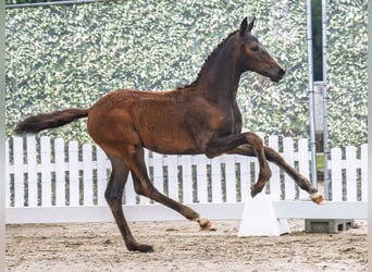 Westphalian, Mare, , Bay-Dark