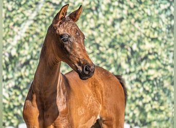 Westphalian, Mare, , Bay-Dark
