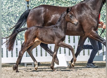 Westphalian, Mare, , Bay-Dark