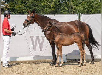 Westphalian, Mare, Foal (06/2024), Bay-Dark