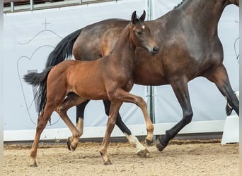 Westphalian, Mare, Foal (04/2024), Bay-Dark