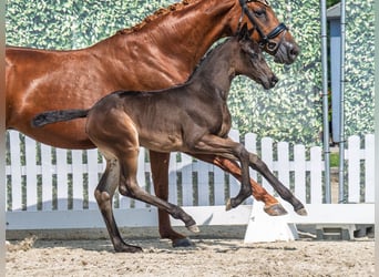 Westphalian, Mare, , Bay-Dark