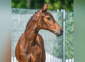 Westphalian, Mare, Foal (06/2025), Bay-Dark