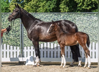 Westphalian, Mare, , Bay-Dark