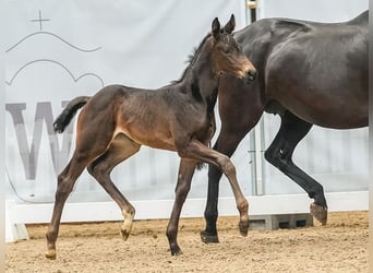 Westphalian, Mare, Foal (05/2024), Bay-Dark