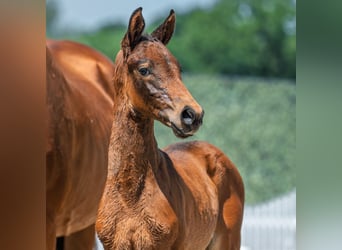 Westphalian, Mare, Foal (05/2025), Bay-Dark