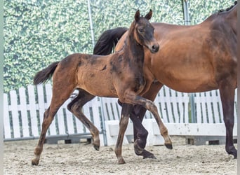 Westphalian, Mare, , Bay-Dark