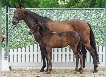 Westphalian, Mare, , Bay-Dark